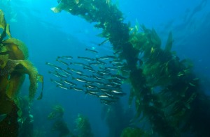 MV giant kelp